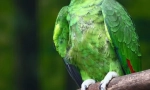 Parrot amazon
