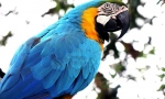 Parrot ara care and content