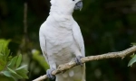 Parrot cakada