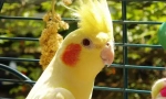 Parrot corella care and content