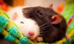 Výhody a nevýhody domáceho potkana, či už začať