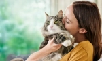 Príčiny alergie na mačkách