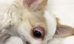 Supulóza očnej gule: aký druh psov vypadne