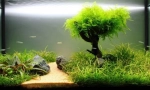 Rastliny v akváriu: jednoduché pravidlá pre vylodenie a starostlivosť