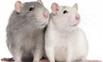 Chov potkanov doma