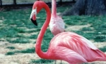 Ružový flamingo
