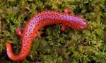 Salamander (foto): miniatúrny drak s bohatými históriou