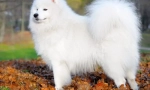 Samoyed laika (photo) - loyal priateľ a pozitívna energia