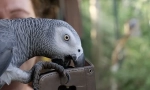 Svetový najchytrejší parrot alex, top 10 inteligentných plemien