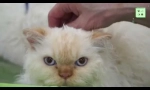 Selkirk rex - cat breed