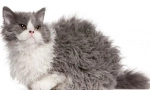 Selkirk rex