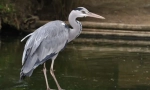 Šedý heron