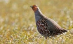 Šedá partridge