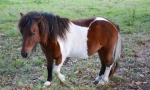 Shetland pony