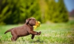 Labrador šteniatka (foto): pravidlá starostlivosti a vzdelávania