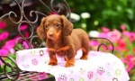 Šteniatka dachshunds (foto): nízky pes s vysokou inteligenciou a kúzlom