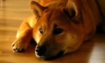 Shiba v