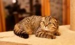 Scottish fold cat (scottish fold)