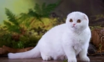 Scottish fold cat - standard, charakter, content funkcie
