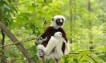 Sifka lemur
