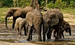 Elephant forestry
