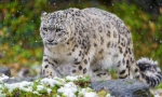 Snežný leopard