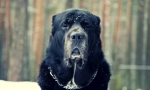 Pes alabai (foto): dobrá náladu pod hrozným vzhľadom
