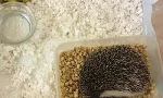 Hedgehog a domáca starostlivosť