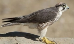 Stredomorský falcon