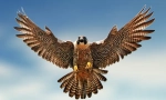 Falcon