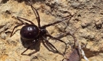 Steatoda je veľký