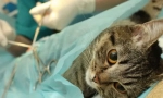 Sterilizácia mačky