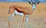 Stringbok