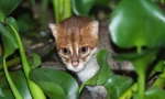Sumatran cat: miniatúra thajská krása