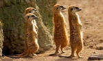 Meerkat (foto): funny watch, ktorý je vždy upozornení