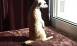 Meerkat. Údržba domov