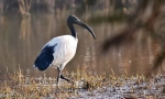 Posvätné ibis