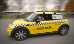 Pet taxi: vlastnosti a pravidlá prepravy