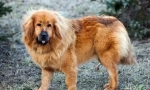 Tibetský mastiff