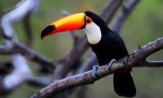 Toucan (foto): zobák sa nestane veľa, to je to, čo je vták zarážajúci!
