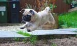 Ups, pug: najzábavnejšie foto a video