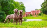 Weimaraner (foto): najlepší priateľ skutočného lovca