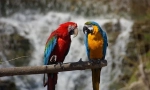 Typy parrots ara