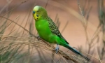Budgerigar