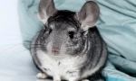 Všetko o tehotenstve chinchillas, ako sa narodí