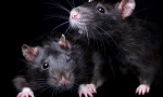 Všetko o čiernych potkanoch: vzhľad, životný štýl, zaujímavé fakty