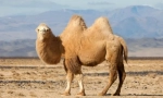 Prečo camel horn?