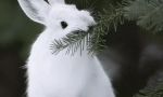 Hare-white