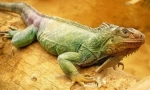 Zelená iguana
