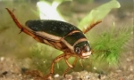Krutý a fierce beetle